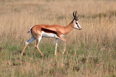 Springbok (Antidorcas marsupialis), adult, male, foraging, running, Mountain Zebra National Park,