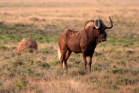 White-tailed wildebeest (Connochaetes gnou), adult, alert, Mountain Zebra National Park, Eastern