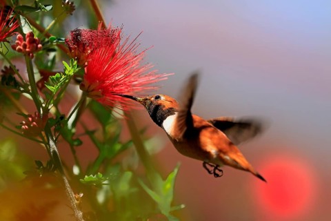 Rufous hummingbird (Selasphorus rufus), adult, male, flying, on flower, foraging, Sonoran Desert,