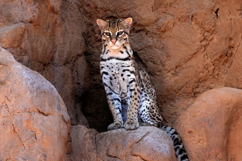 Ocelot (Leopardus pardalis), adult, sitting, at the den, alert, Sonora Desert, Arizona, North