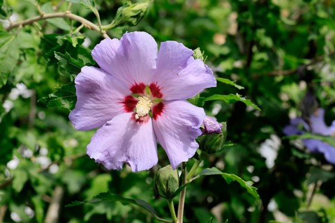 Shrub marshmallow (Hibiscus syriacus), Syrian marshmallow, garden marshmallow, flowering,