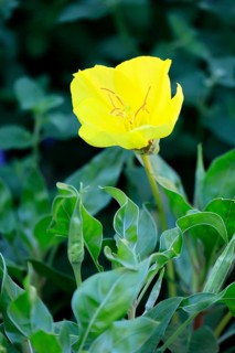 Common evening primrose (Oenothera biennis), flowering, flower, Ellerstadt, Germany, Europe