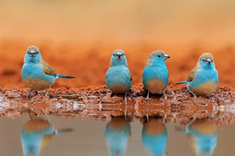 Blue-winged Oriole (Uraeginthus angolensis), Angola Butterfly Finch, adult, four birds, at the
