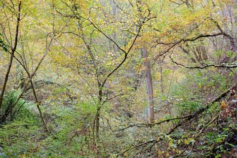 Dortebach valley, autumn atmosphere in the narrow side valley of the Moselle, Rhineland-Palatinate,