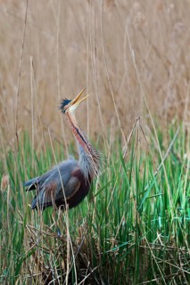 Purple heron (Ardea purpurea) at the nest, Baden-Württemberg, Germany, Europe