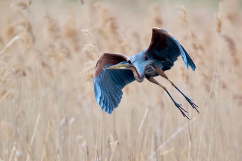 Purple heron (Ardea purpurea) in flight, Baden-Württemberg, Germany, Europe