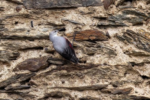 Wallcreeper (Tichodroma muraria) foraging on a wall, wildlife, Germany, Europe