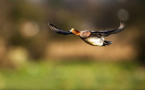 Eurasian Wigeon, (Mareca penelope) male in flight over marshes