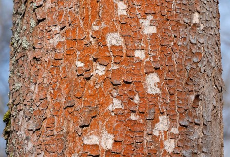 Tree with red bark, bark, green algae (Trentepohlia aurea), Thuringia, Germany, Europe
