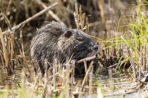 Nutria (Myocastor coypus), beaver rat, foraging in reeds, wildlife, Germany, Europe