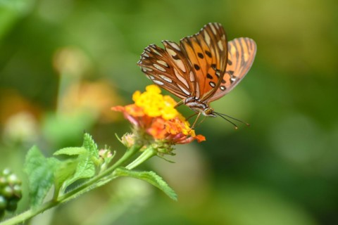 Butterfly of the species Agraulis vanillae on a spanish flag (Lantana camara), seen in Buenos