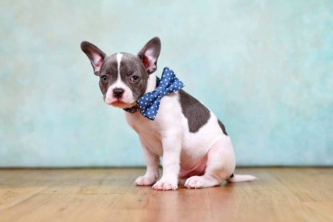 Small pied French Bulldog puppy with bow tie and long nose in front of mint green background