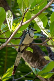 White-throated Magpie-Jay(Cyanocorax formosus) on branch, Costa Rica, Central America