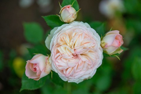 Double rose blossom and buds (Rosa), Bavaria, Germany, Europe
