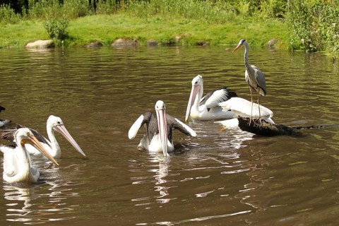 Grey heron (Ardea cinerea) between australian pelicans (Pelecanus conspicillatus) Vogelpark