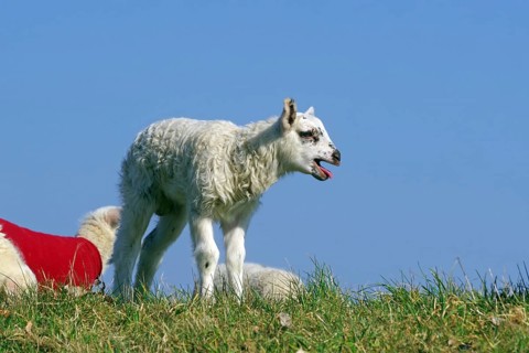 A lamb stands alone on a green meadow with a blue sky in the background, Elbe dyke, Hitzacker,