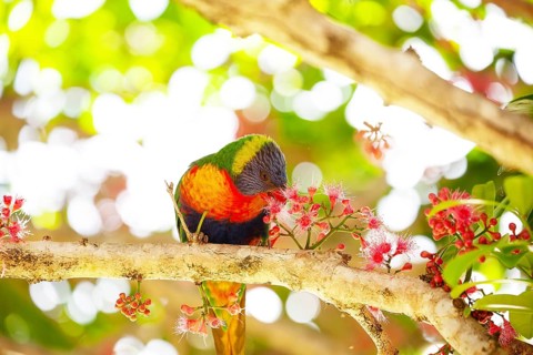 Rainbow lorikeet eating flowers of a sub-tropical rainforest tree Syzygium moorei or Coolamon tree