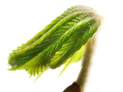 Chestnut, common horse-chestnut (Aesculus hippocastanum), young leaf, macro photograph