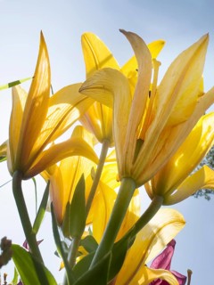 Fire lily, bulb-bearing lily, bulb-bearing fire lily (Lilium bulbiferum)