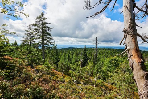 Vegetation with Norway spruce (Picea abies) and colored European blueberry (Vaccinium myrtillus) on