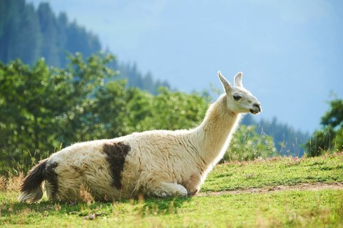 Llama (Lama glama) lying on a meadow in the mountains in tirol, Kitzbühel, Wildpark Aurach,