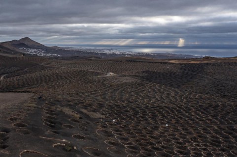 Grapevines growing in black volcanic soil in protected enclosed pits, La Geria, Lanzarote, Canary