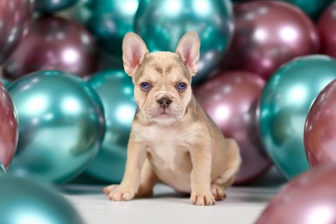 Cute healthy cream colored French Bulldog dog puppy with colorful balloons in background