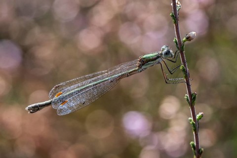 Emerald Damselfly (Lestes viridis), Emsland, Lower Saxony, Germany, Europe