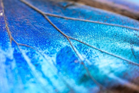 Detail of the butterfly wing of a Morpho helenor, Anaxibia morpho butterfly, Alajuela province,