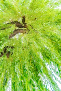 Willow tree with drooping green leaves and blue sky, Böblingen, Germany, Europe