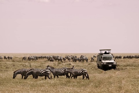 Tourists watching migration of zebras (Equus burchelli) and blue wildebeests (Connochaetes