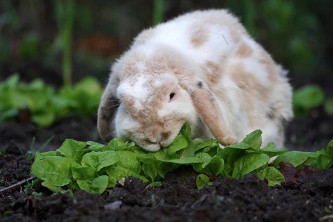 Domestic rabbit (Oryctolagus cuniculus forma domestica), ram rabbit, lettuce, eating, The rabbit