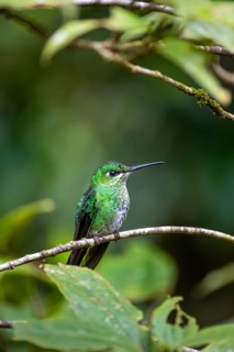 Green-fronted Brilliant Hummingbird (Heliodoxa jacula) sitting on a branch, Monteverde Cloud