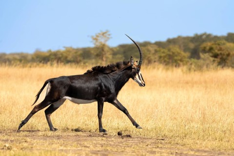 Sable Antelope (Hippotragus niger) running in the African savanna. Side view of the wild animal