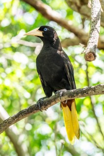 Crested oropendola (Psarocolius decumanus), Aviario Nacional de Colombia, Via Baru, Province of