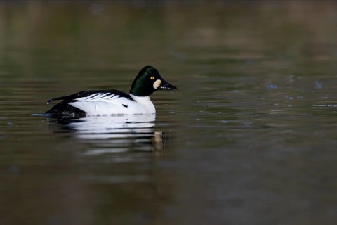 Common goldeneye (Bucephala clangula), Sweden, Europe