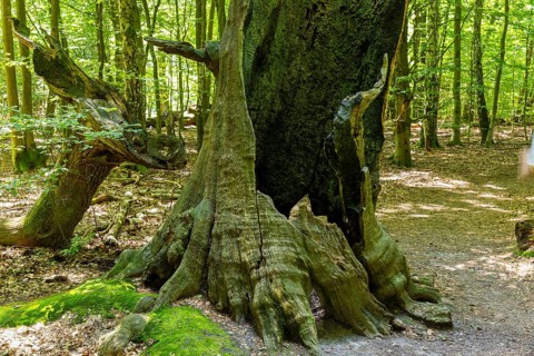 The Sababurg primeval forest, also known as the Reinhardswald primeval forest, is a nature and