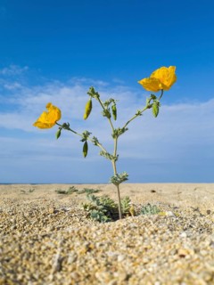 Solitary yellow flower in the middle of a dry, sandy landscape under a clear blue sky, yellow
