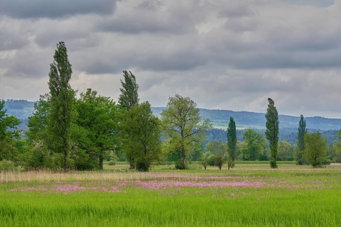 Field of flowering cuckooflower (Silene flos-cuculi), Reussspitz nature reserve, Canton Zug,