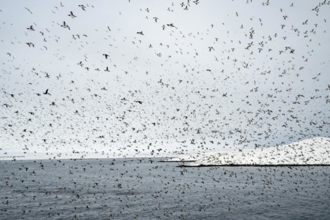 Flock of birds, common guillemots (Uria aalge) in flight, Hornoya Island, Hornøya, Vardø, Varanger