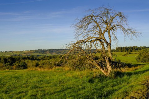Withered tree, Hochrhönstraße, UNESCO Biosphere Reserve, near Hausen, Rhön, Bavarian Rhön, Rhön,