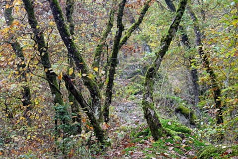 Gnarled and mossy deciduous trees with autumn leaves on a mountain ridge, Moselle,