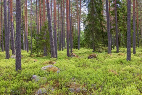 Pine woodland with green blueberry bush on the forest floor in summer