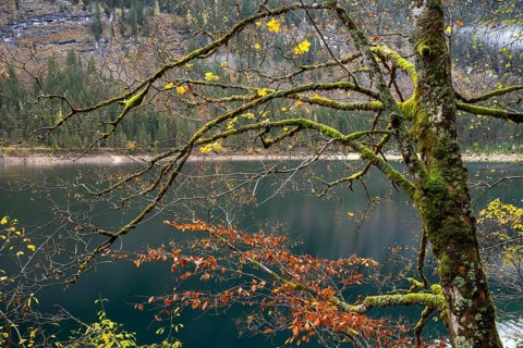 An autumnal maple tree with lots of moss at Lake Gosau. Some leaves in yellow autumn colour on the