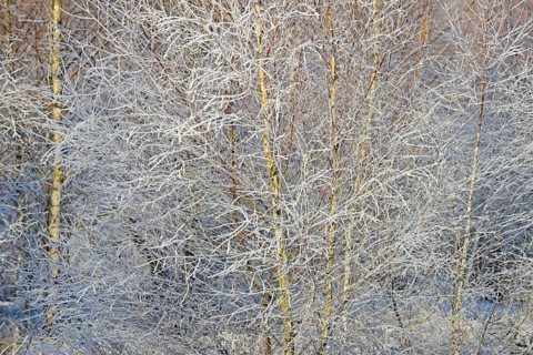 Birches (Betula), branches and twigs with hoarfrost, Arnsberg Forest nature park Park, North