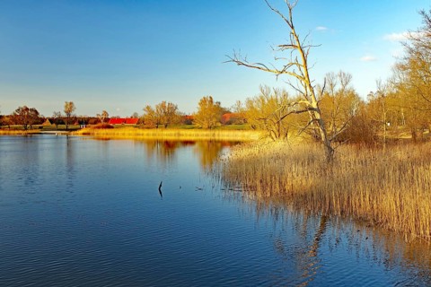 A calm lake with trees and reeds in the evening light under a blue sky, Gartower See, Gartow,