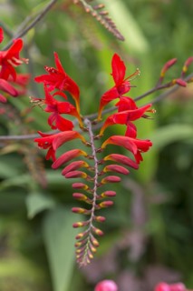 Flower of a garden mombretia (Crocosmia crocosmiliflora), Bavaria, Germany, Europe