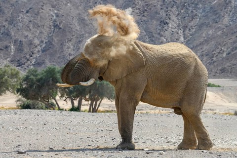 Desert elephant (Loxodonta africana) taking a sand bath in the Hoanib dry river, Kaokoveld, Kunene