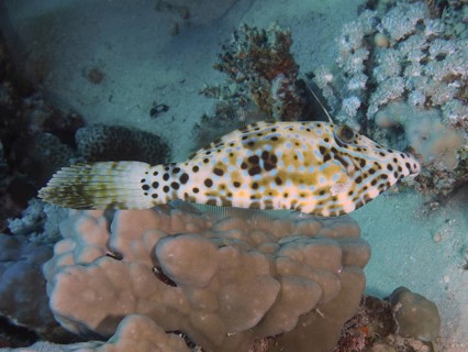 A patterned script filefish (Aluterus scriptus) moves over corals in a sand and water landscape,