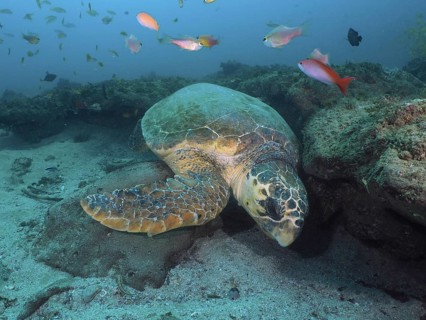 A Loggerhead sea turtle (Caretta caretta) resting among fish and corals in a calm underwater world,